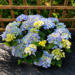 Hortenzia kalinolistá (Hydrangea macrophylla) ‘HI RIVER’® - výška 10-15 cm, kont. C2L 